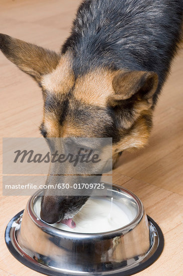 Dog Drinking Milk