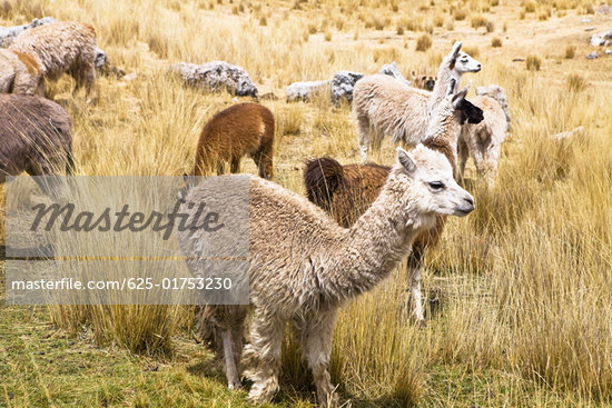 Alpaca And Lama