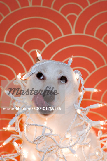 wrapped in christmas lights photography. Dog Wrapped in Christmas Lights Stock Photo - Royalty-Free, Artist: TSUYOI,