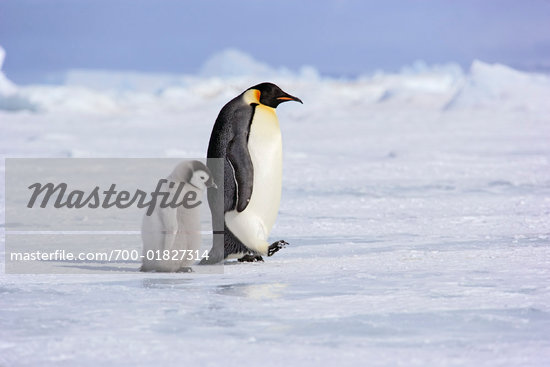 Emperor Penguins, Snow Hill