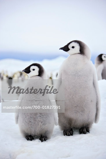 animals baby penguins Bird