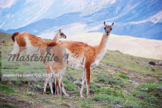 animals from chile