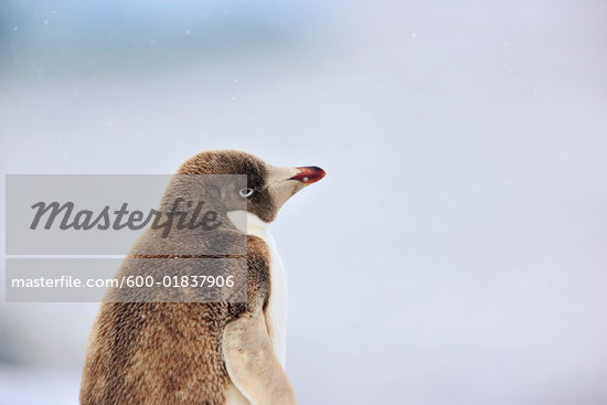 Brown Furry Penguins