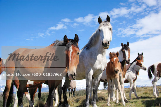 farm animal families