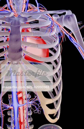 Blood Supply Shoulder