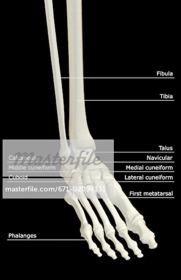 Foot Bones