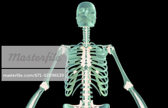 Chest Ligaments