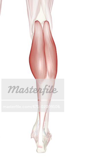 Human Gastrocnemius