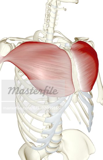 Pectoralis Major Anatomy