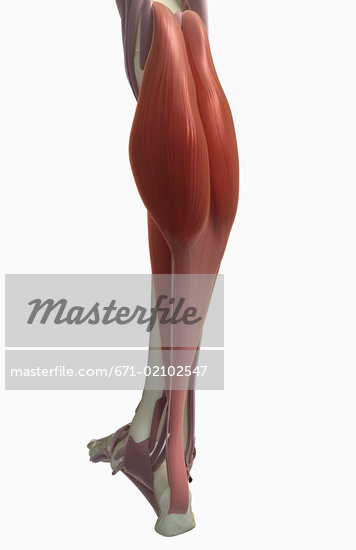 Human Gastrocnemius