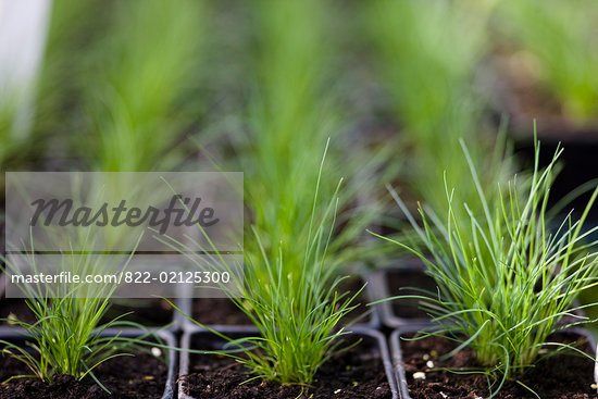 Chives Seedlings