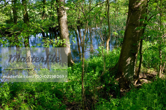 Pond And Forest