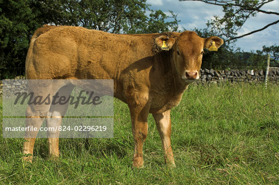 Limousin Calves