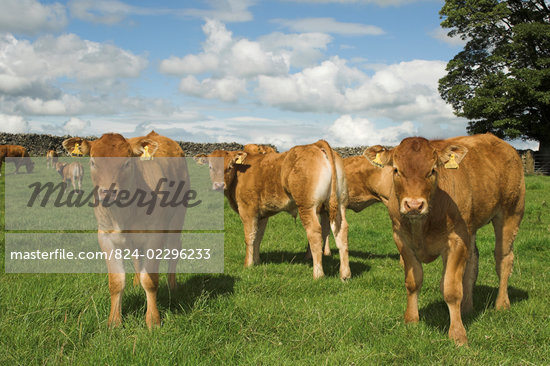 Limousin Calves