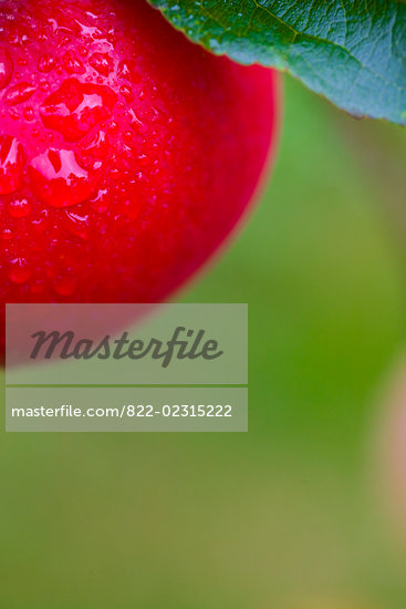 Apple Up Close