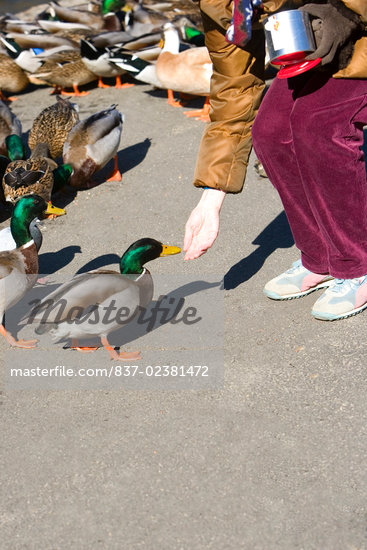 person feeding animals