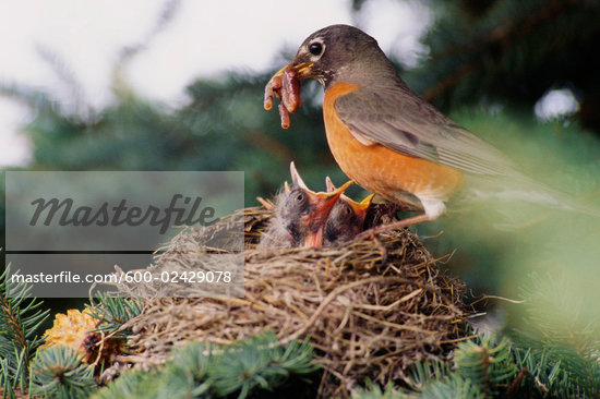 Bird Feeding Chicks