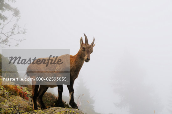 European Ibex