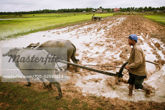 Animal Plowing