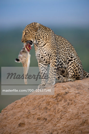 Panther Eating Prey