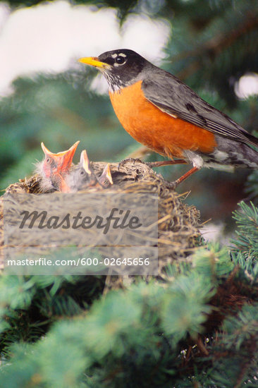 chick in nest