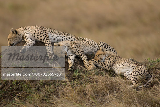 Cheetah Cub Sleeping