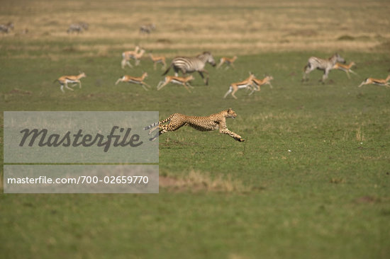Cheetah Chasing Antelope