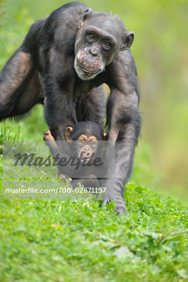 Baby African Chimpanzee