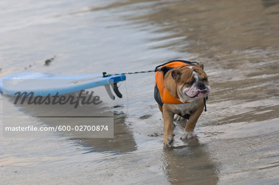 Animal Surfboard