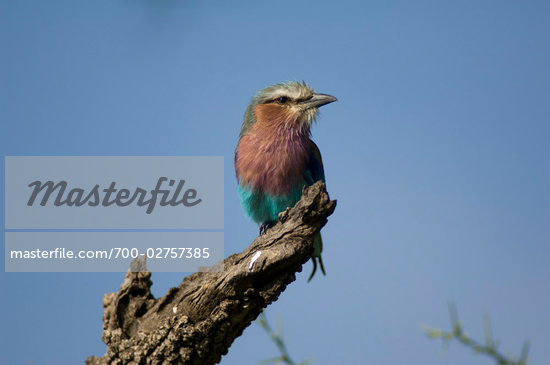 African Blue Bird