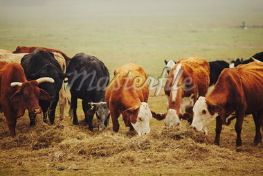 herds of cattle