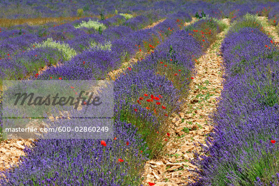 Sault Provence
