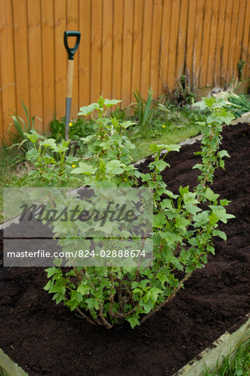 Black Currant Bush