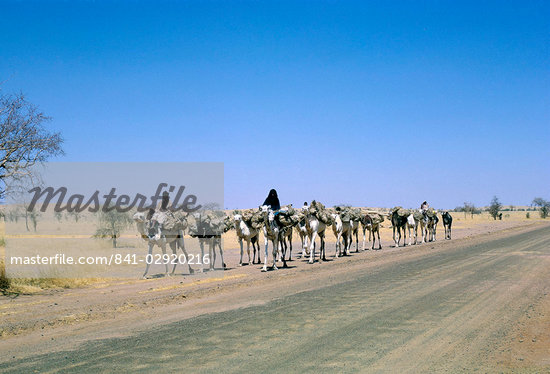 Niger Africa Animals