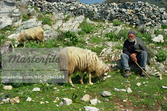 Greek Sheep