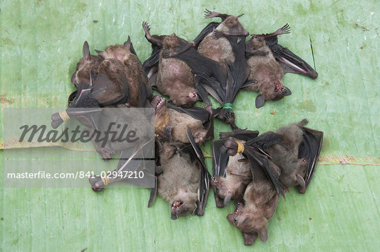 Bats Eating Food