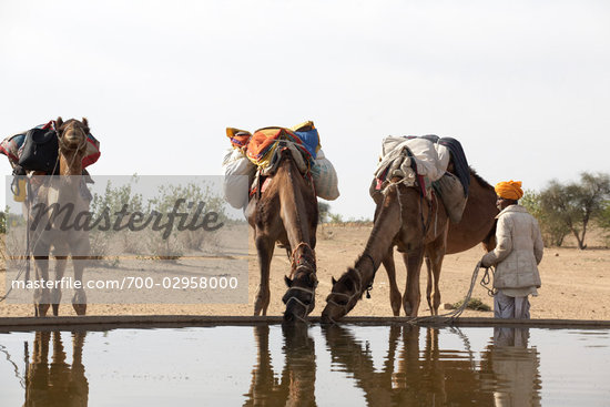 Camels Drinking Water