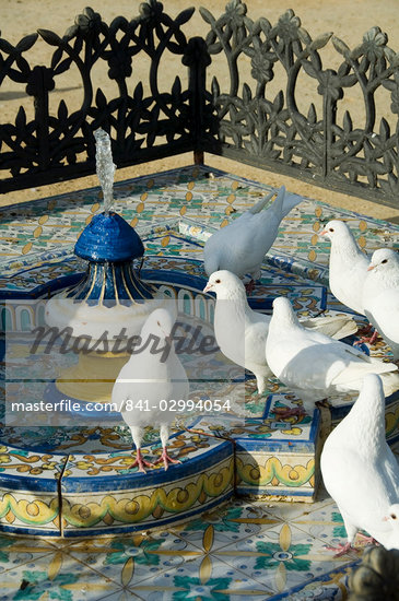 andalusian pigeon