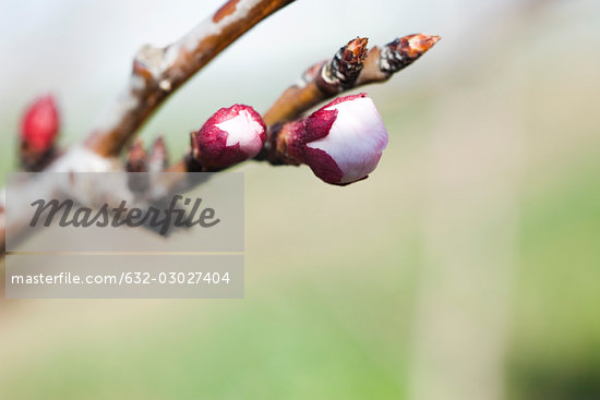 Buds Opening