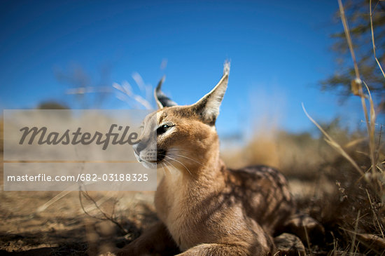 A Caracal