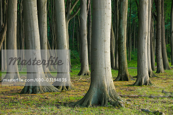 German Trees
