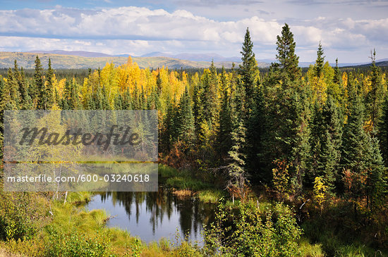 Alaskan Taiga