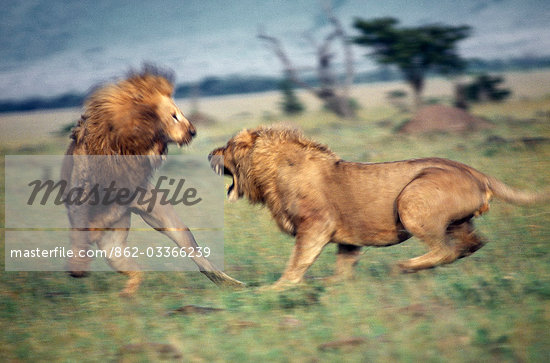 big lions fighting