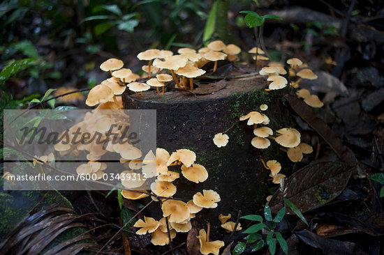 amazonian mushroom