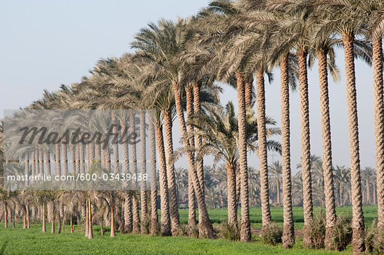 Egyptian Palm Trees