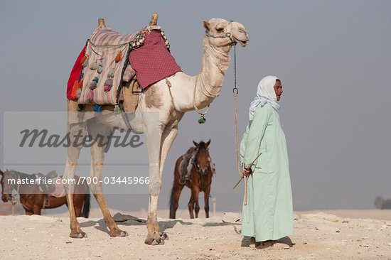 Camels Cairo