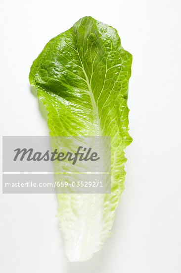 Outline Of Lettuce