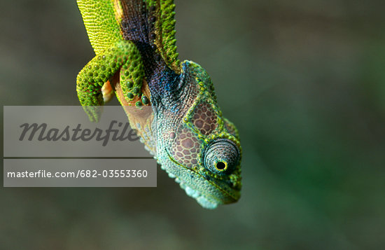 Southern Dwarf Chameleon