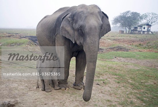 animals in assam