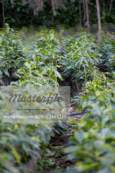 Coffee Plantation Guatemala